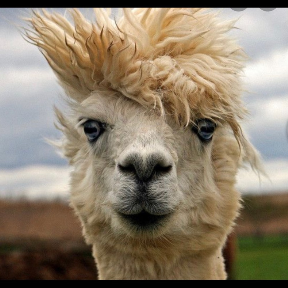 Meet your Posher, Dylan